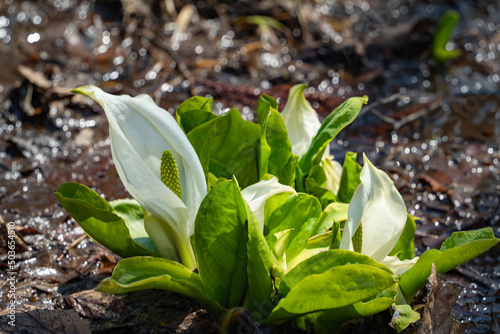 ミズバショウ　柏葉落倉自然園