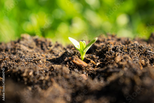Seedlings grow from fertile soil. Ecological balance concept.