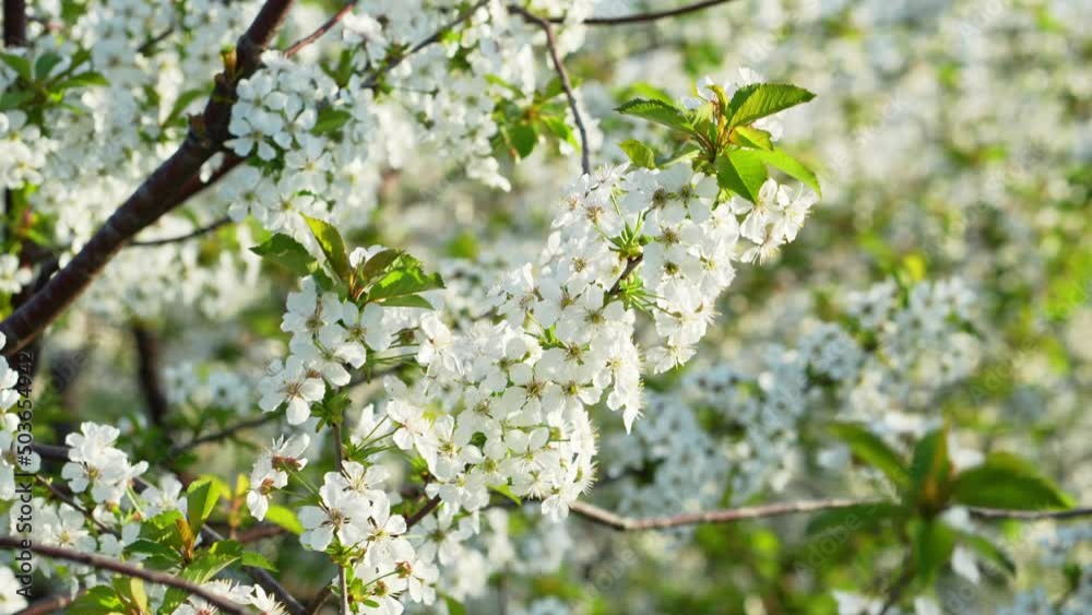 the branches of flowering cherry trees sway in the wind. the branches of flowering cherry trees sway in the wind.