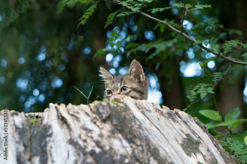 Photography Wild cat living in a Japanese forest