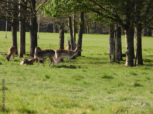 Emerald Isle Ireland