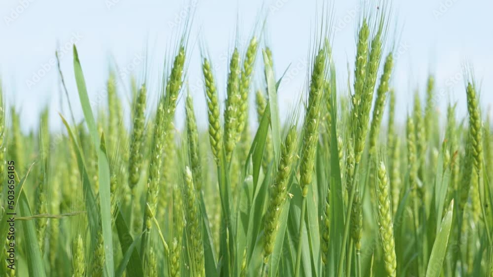 Green wheat in fields blowing with the wind on a sunny day copy space Green wheat in fields blowing with the wind on a sunny day copy space
