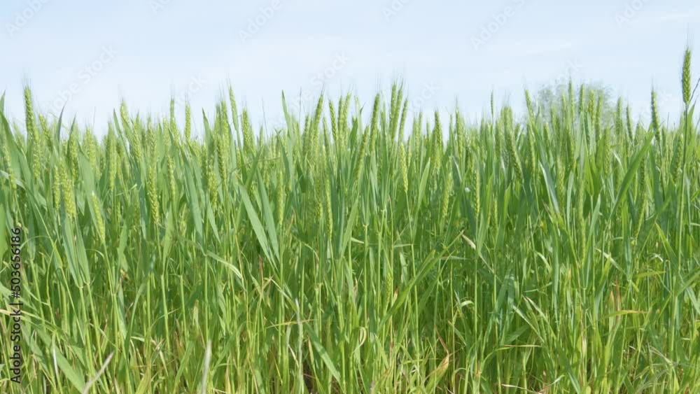 Wheat in countryside fields blowing with the wind on a sunny day copy space Wheat in countryside fields blowing with the wind on a sunny day copy space