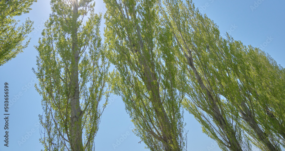 Φωτογραφία 平成ポプラ並木（札幌市・北海道大学構内） / Heisei Poplar Trees (Hokkaido University Campus , Sapporo