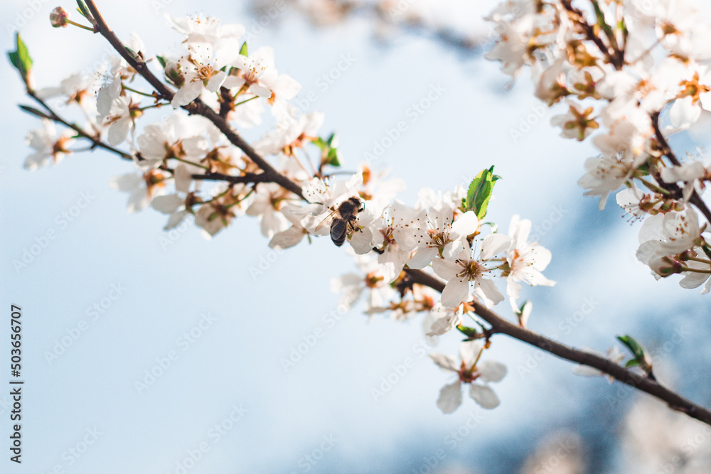 blooming tree