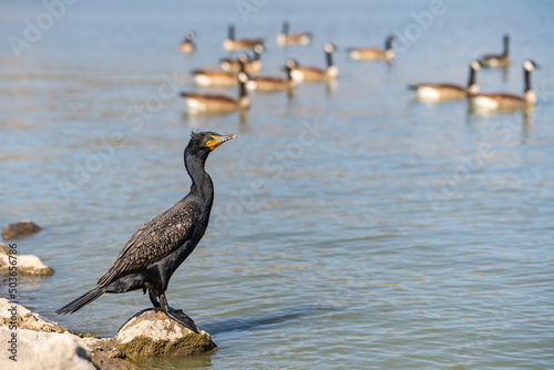 A Double-crested Cormorant is standing in the lake. Wildlife photography.