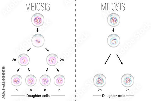 Meiosis and Mitosis diagram vector. Cell division. Prophase, Metaphase, Anaphase, and Telophase. photo