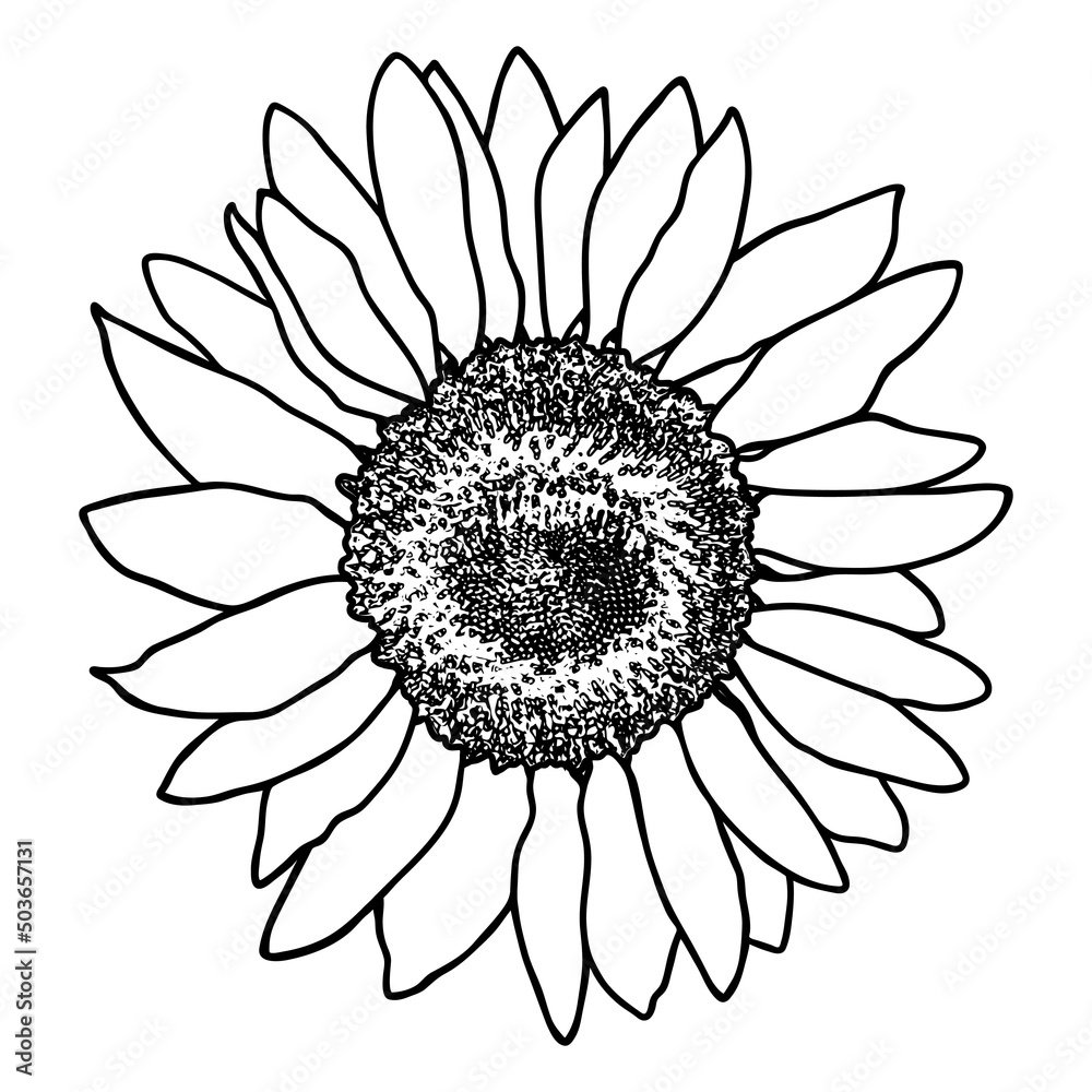 Sunflower flower sketch. Doodle sunflower silhouette. Simple hand drawing of a flower. Black outline. Vector illustration. Sunflower flower sketch. Doodle sunflower silhouette. Simple hand drawing of a flower. Black outline. Vector illustration.