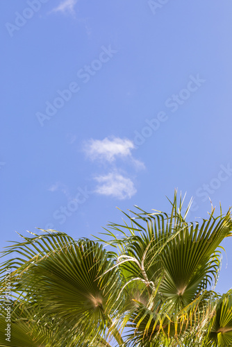Palm tree under cloud