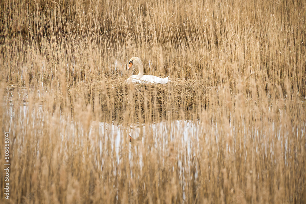 Fototapeta premium Mute swan breeding on a nest in the reeds on the Darrs near Zingst. Wild animals