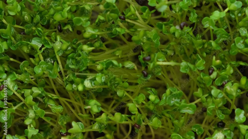 Seed sprouts are green. Eco vegan healthy lifestyle bio banner. Green natural background texture. Seed sprouts are green. Eco vegan healthy lifestyle bio banner. Green natural background texture.