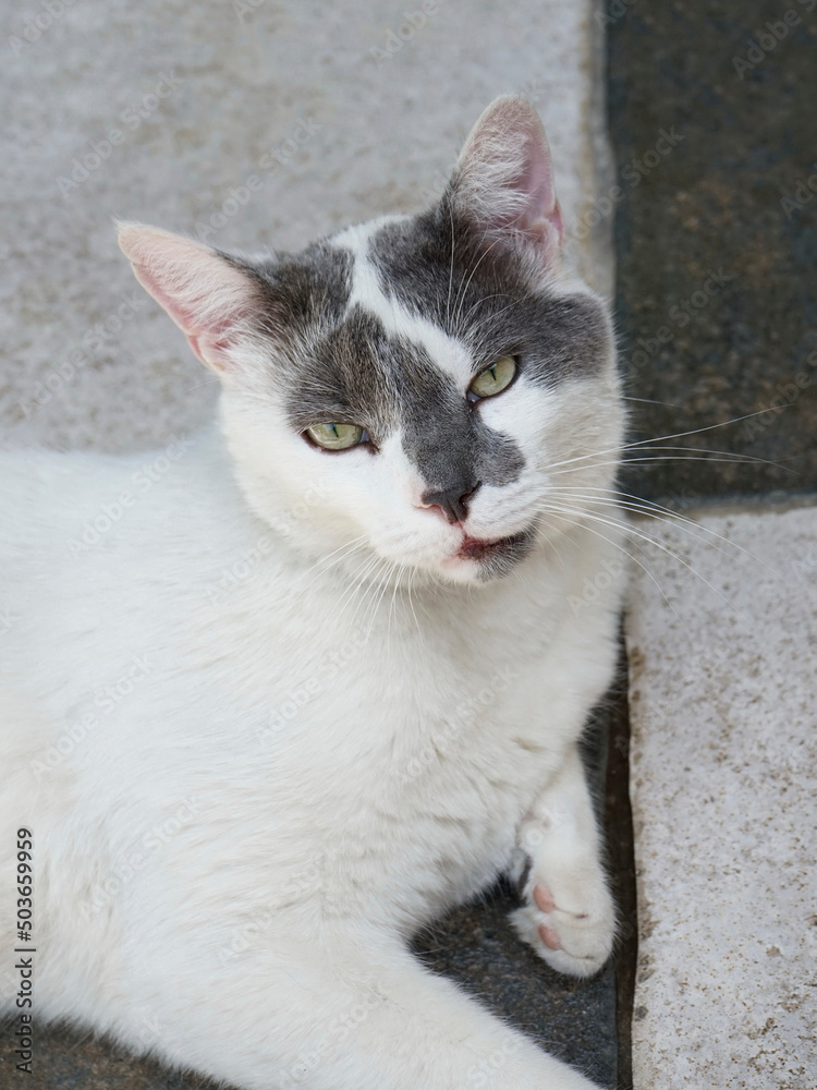 Cat lying down on the floor with black and white tiles, looking into the camera