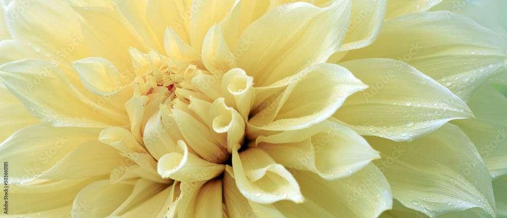 Yellow dahlia flower close up in summer garden. Yellow dahlia flower close up in summer garden.
