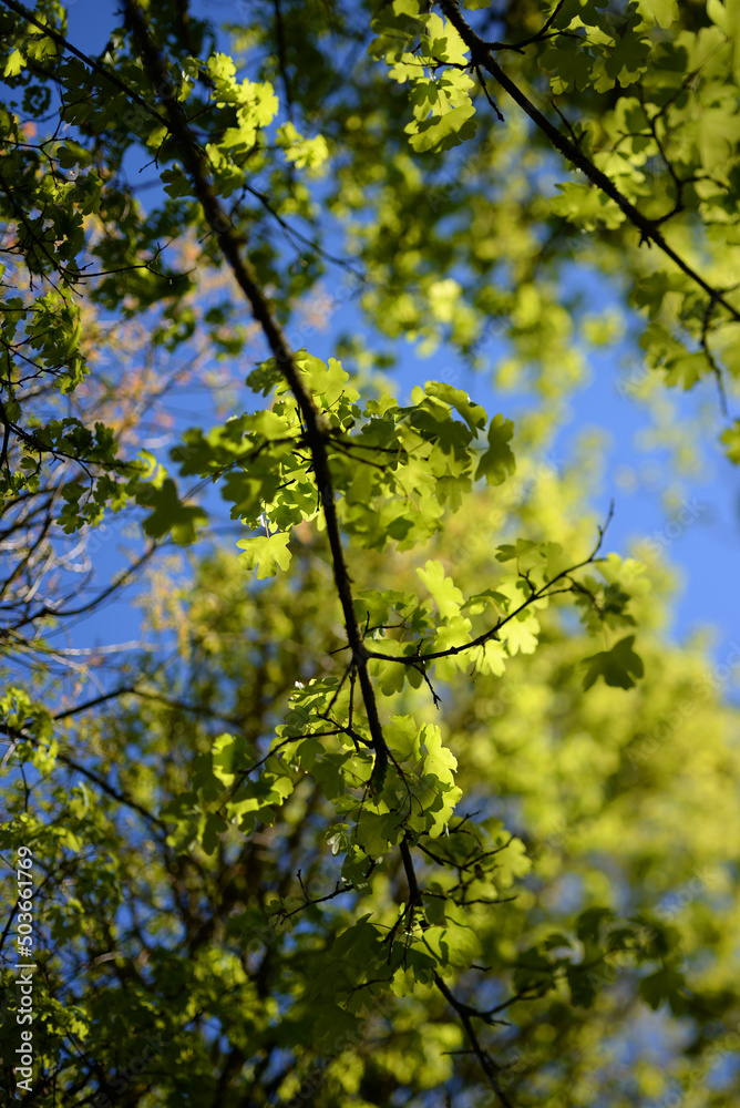 Fototapeta premium Feuillage