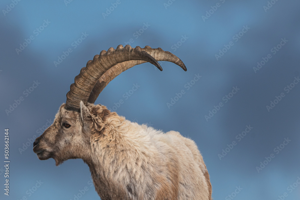 Close-Up of an ibex in the mountains of the Swiss Alps. 