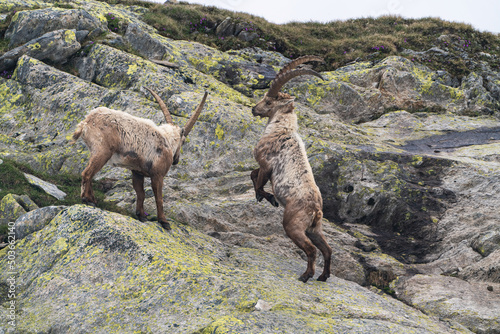 Two ibex in the Ticino mountains fighting for rank.