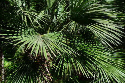 Green vegetation in the background  Saw Palmetto plant.