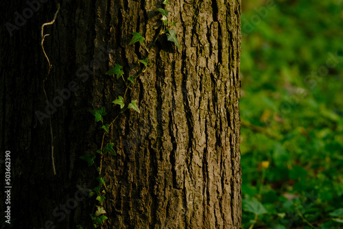 tree trunk with green leaves