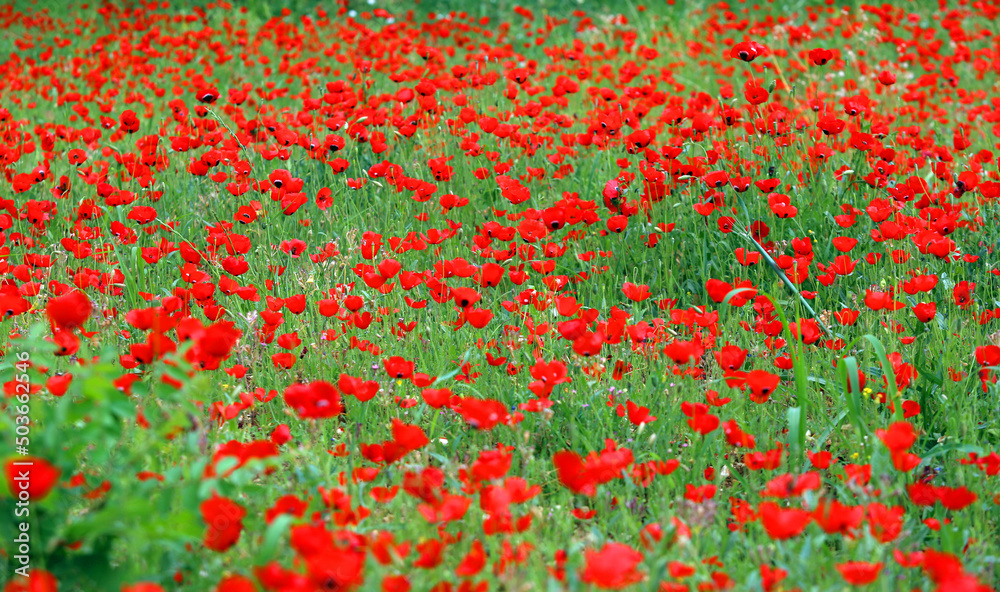 poppy field background