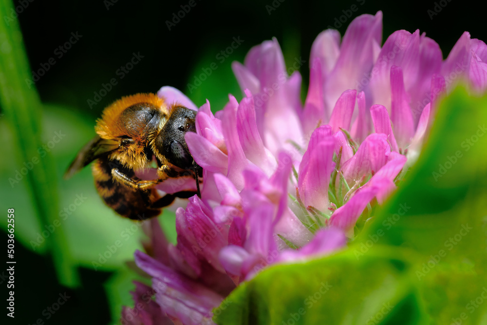 bee on a flower bee on a flower