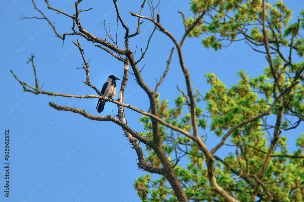 bird on a branch bird on a branch