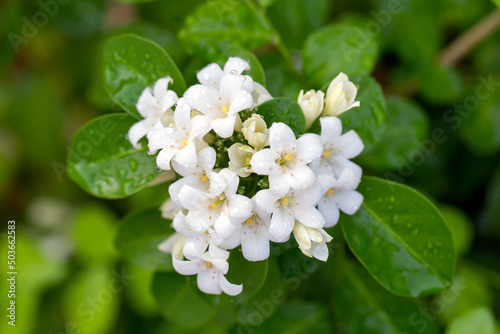 Orange jasmine with dew drops on plant of house garden. Beautiful and freshness white flowers in natural background.