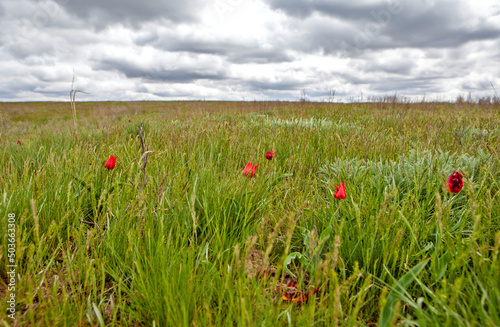 April flowering of wild steppe tulips. Celinny region. Republic of Kalmykia. Russia