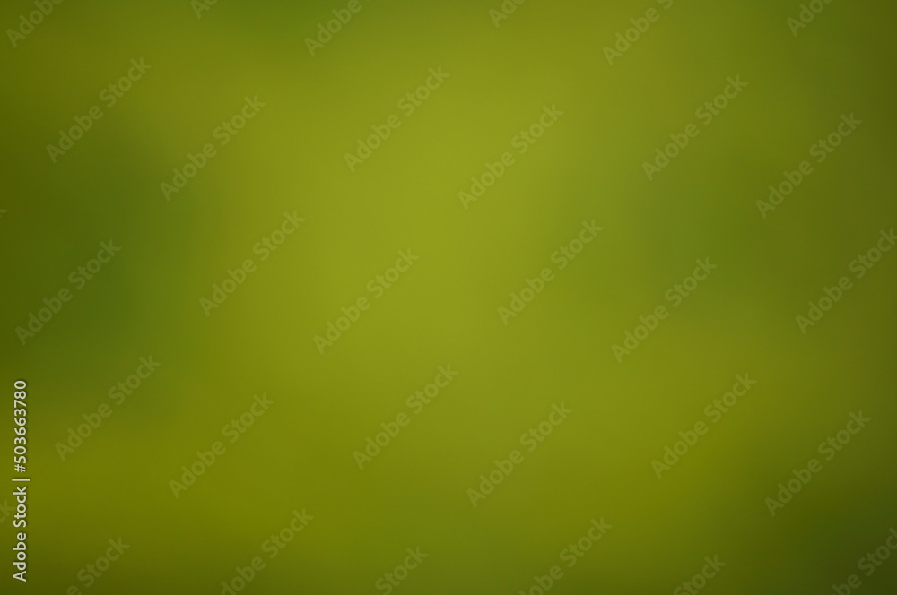 Blurred background. Green color with a yellow tint. Background image. Bokeh. Circle. Wildflowers with leaves.