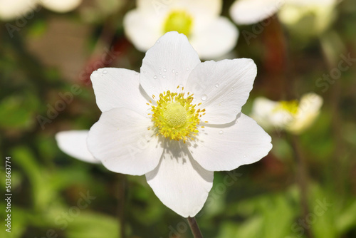 white anemone flower