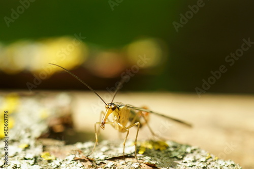 Insect with proboscis close-up. Mosquito. © Станислав 
