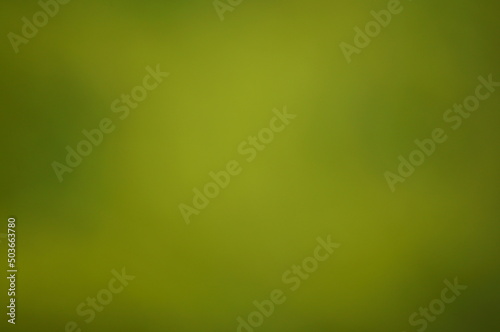 Blurred background. Green color with a yellow tint. Background image. Bokeh. Circle. Wildflowers with leaves.