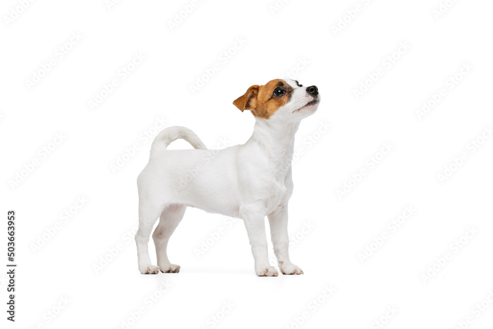 Portrait of cute little puppy of Kack Russell Terrier calmly standing and looking upwards isolated over white studio background