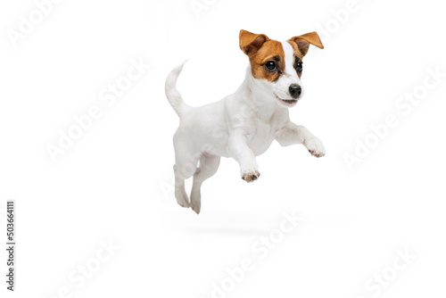 Fotografia Portrait of cute playful puppy of Jack Russell Terrier in motion, jumping isolat
