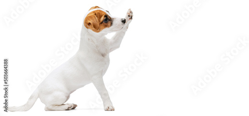 Canvas Print Portrait of cute puppy of Jack Russell Terrier rising paw up, following command