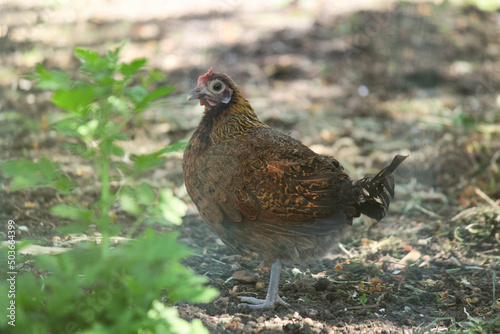 pheasant in the grass