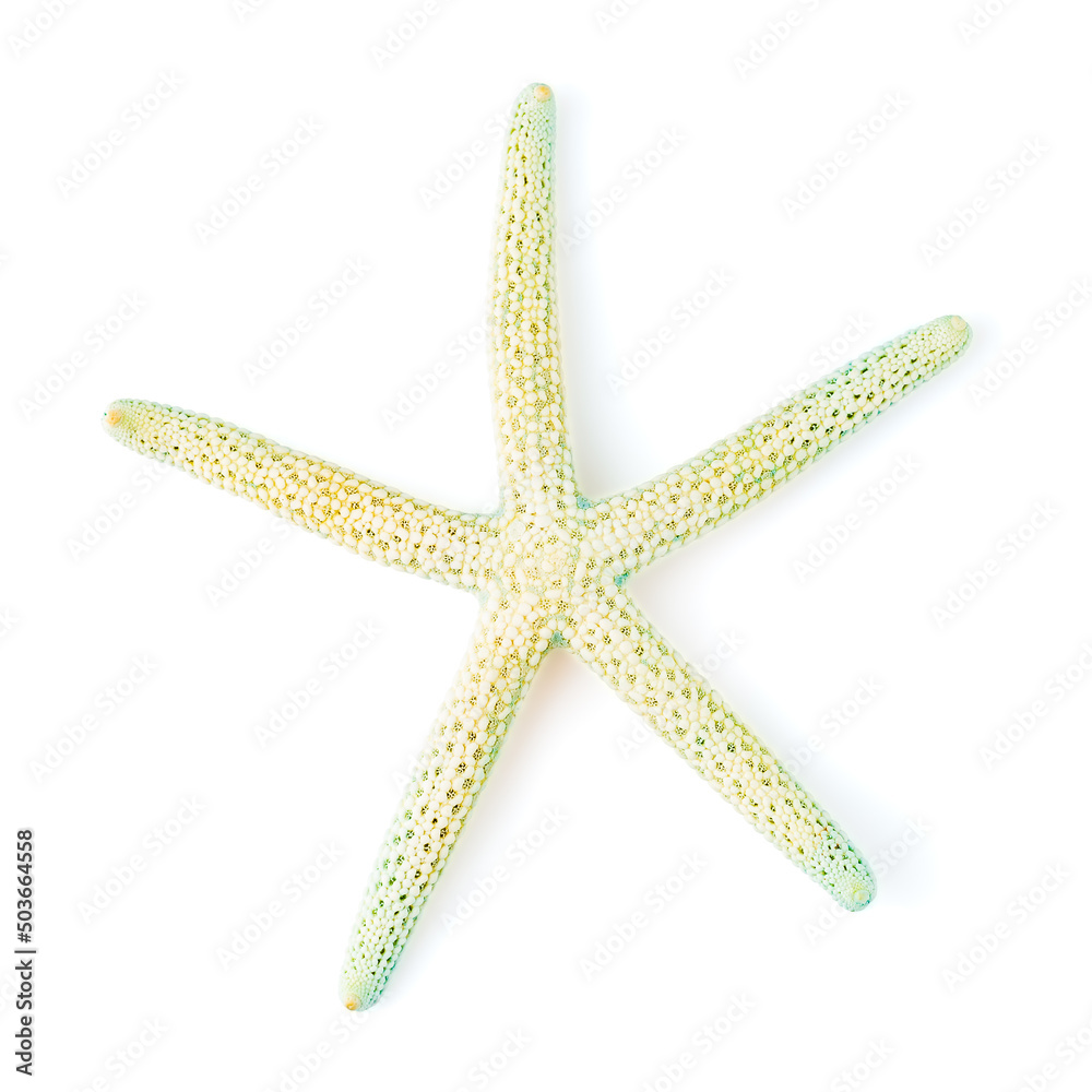 Turquoise Starfish Sea Shell isolated on white Turquoise Starfish Sea Shell isolated on white