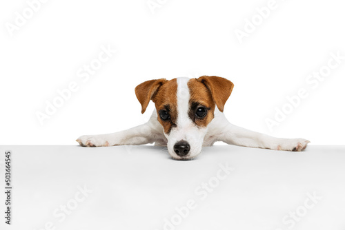Portrait of cute Jack Russell Terrier puppy leaning on table isolated over white studio backgorund