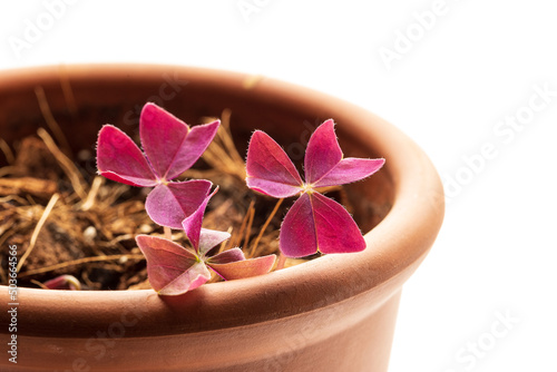 Oxalis plant is waking up after winter dormancy photo