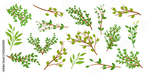 Branches and leaves. Vector set.