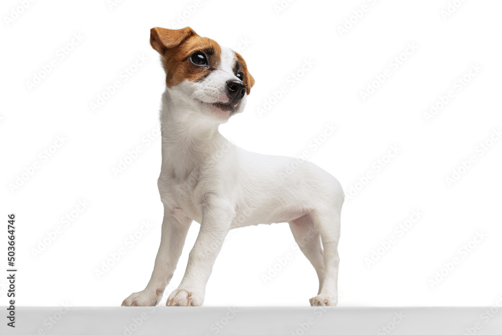 Portrait of small dog, Jack Russell Terrier posing isolated over white studio background