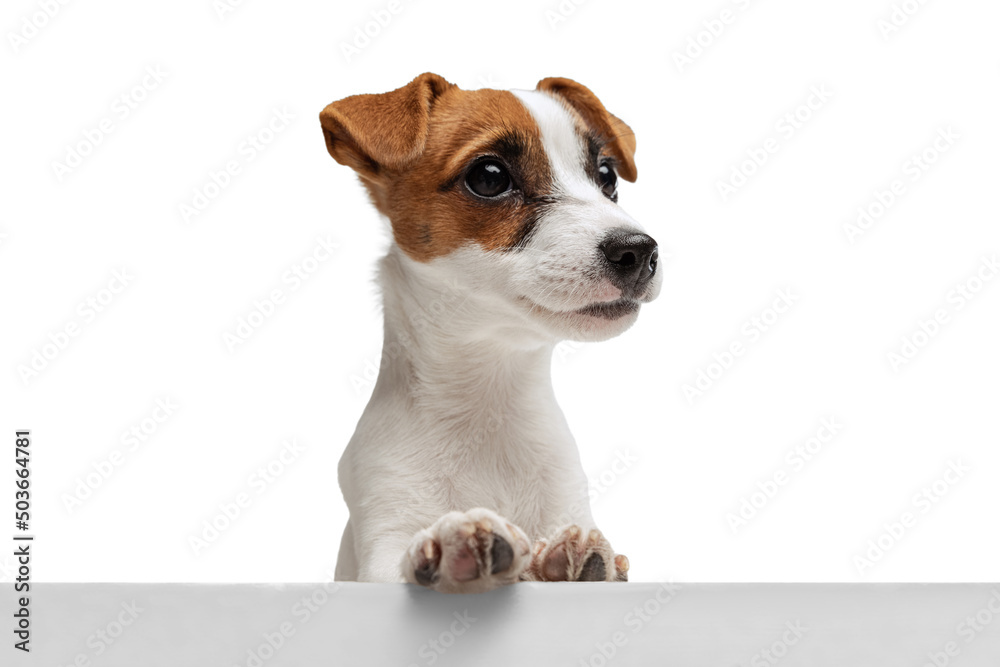 Portrait of cute Jack Russell Terrier leaning on table with front legs isolated over white studio background