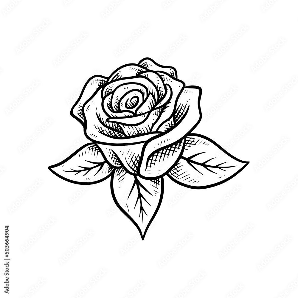 Rose illustration vector on white background Rose illustration vector on white background