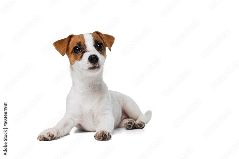 Portrait of cute dog, Jack Russell Terrier lying with paws up isolated over white studio background