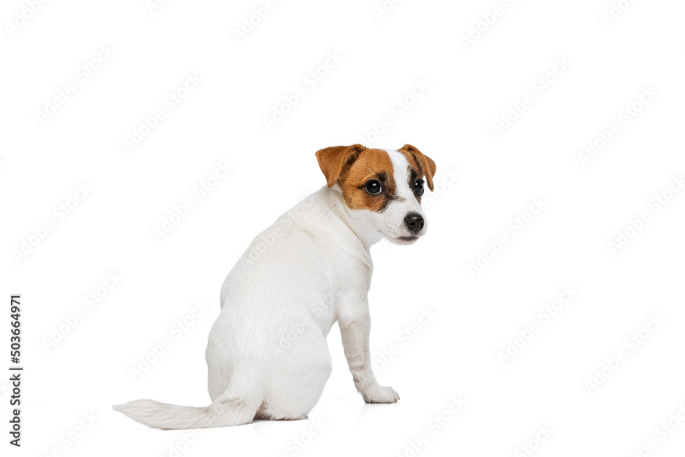 Portrait of cute dog, Jack Russell Terrier puppy calmly sitting, posing isolated over white studio background