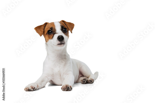 Portrait of cute dog, Jack Russell Terrier lying with paws up isolated over white studio background