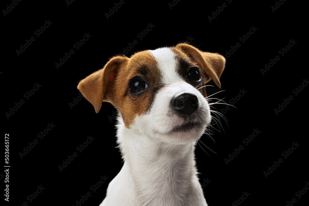 Portrait of cute looking small dog of Jack Russell Terrier posing isolated over black studio background