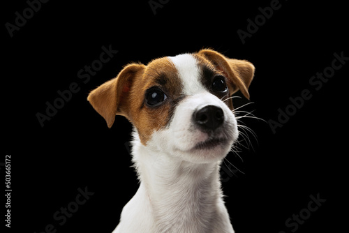 Portrait of cute looking small dog of Jack Russell Terrier posing isolated over black studio background © Lustre