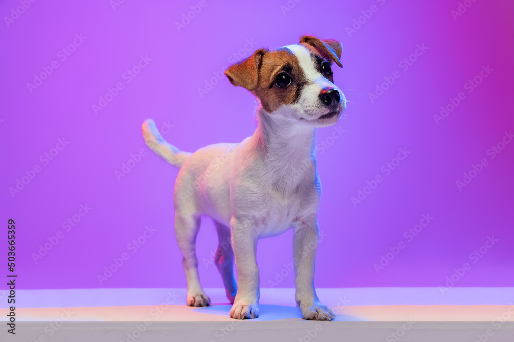 Portrait of cute Jack Russell Terrier puppy calmly standing, posing isolated over purple background in neon. Portrait of cute Jack Russell Terrier puppy calmly standing, posing isolated over purple background in neon.