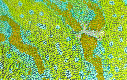 Chamäleon Haut Makro. Gitterform einer mehrfarbigen Jemen-Chamäleon-Haut.
Wissenschaftlicher Name Chamaeleo calyptratus. photo