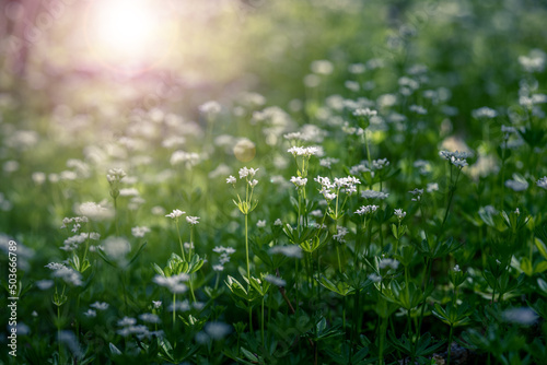 sunshining on the meadow with flowers